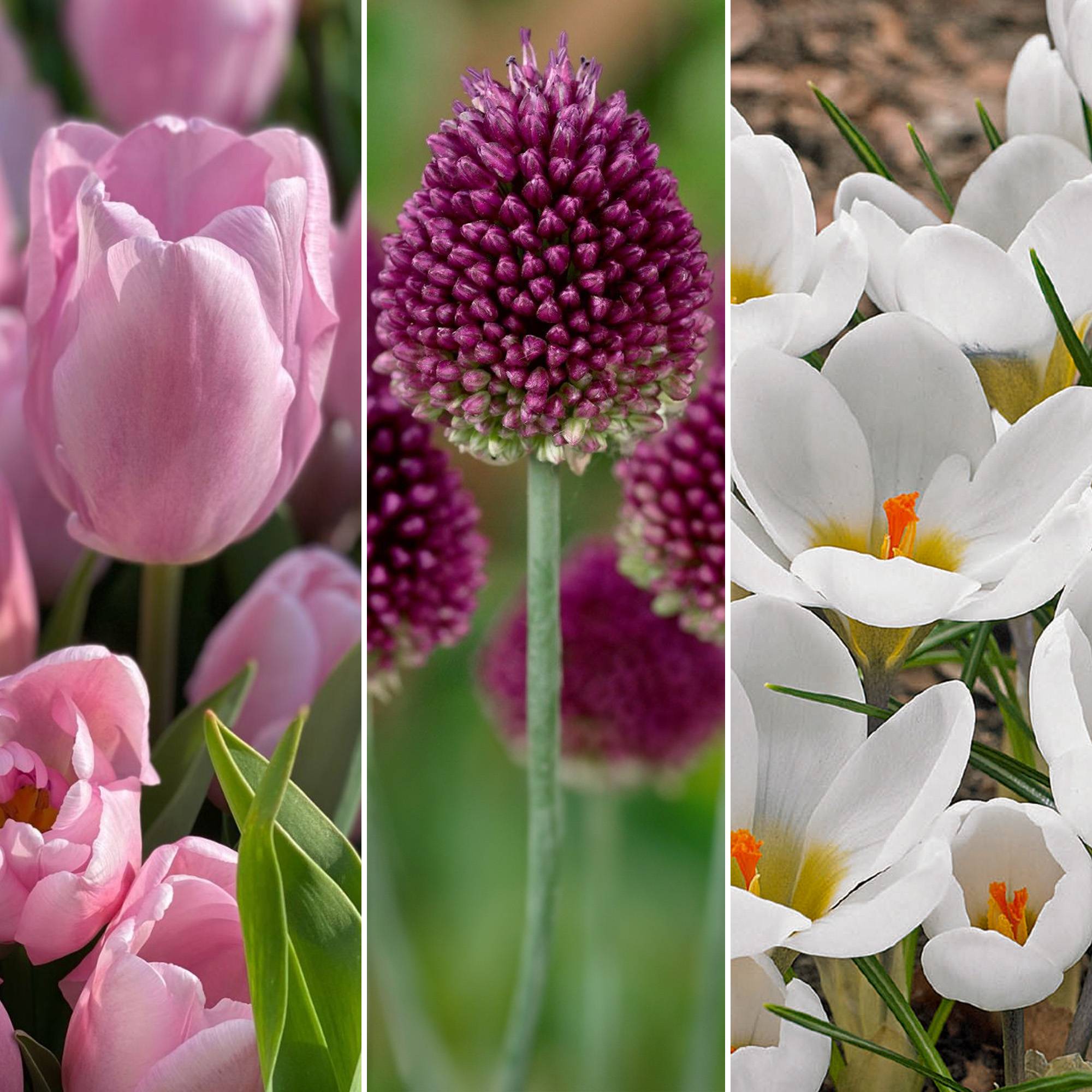 Gardenersdream - Jardin de bulbes Tulipe rose Allium Crocus Chionodoxa Allium Narcisse Bulbes à fleurs (125 bulbes) - Imagen 3