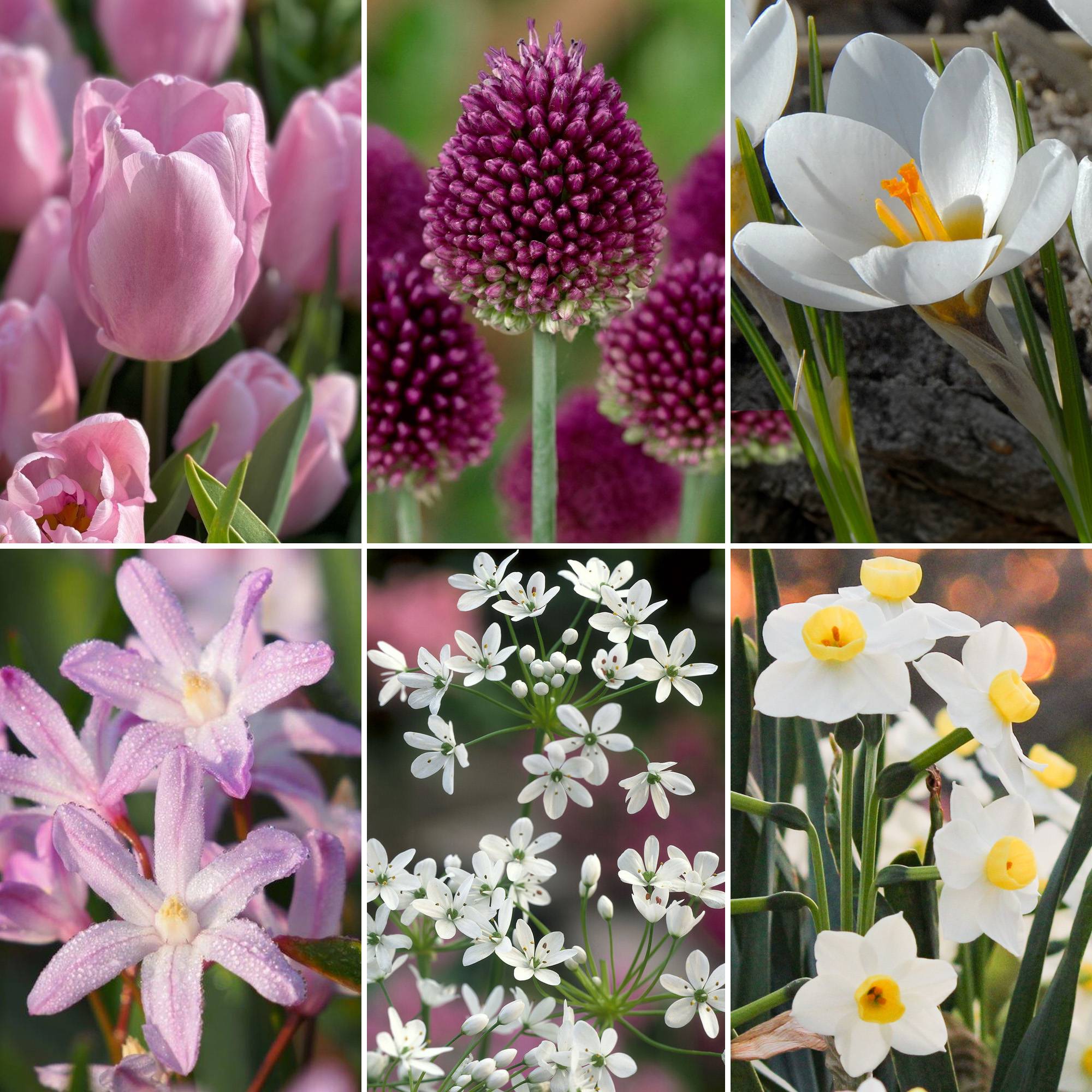 Gardenersdream - Jardin de bulbes Tulipe rose Allium Crocus Chionodoxa Allium Narcisse Bulbes à fleurs (125 bulbes) - Imagen 2