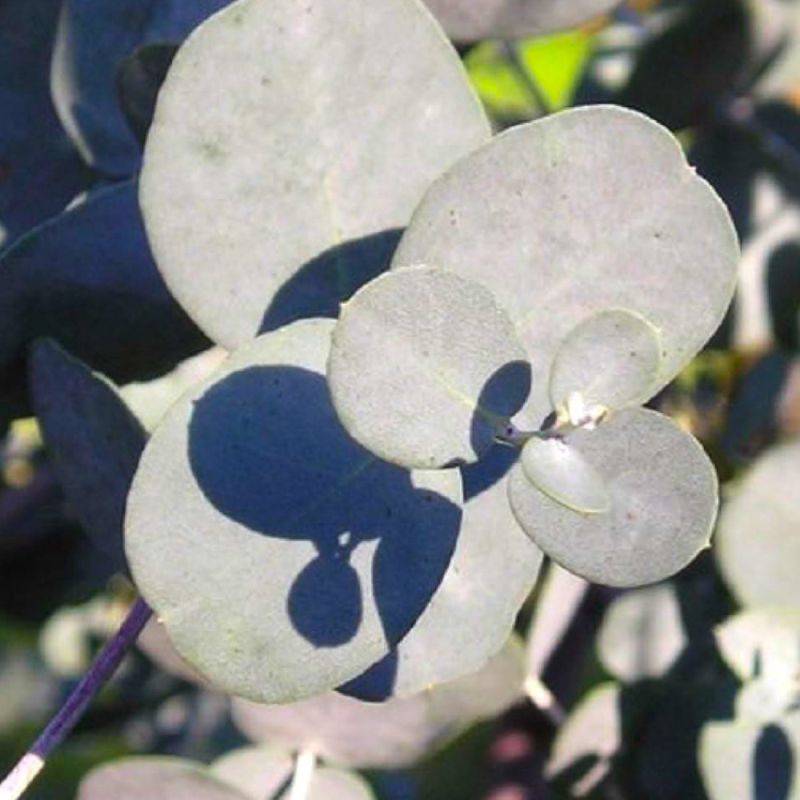 Eucalyptus Gunnii (Eucalyptus gunnii) - Godet - Taille 13/25cm - Pépinières Naudet - Image 1