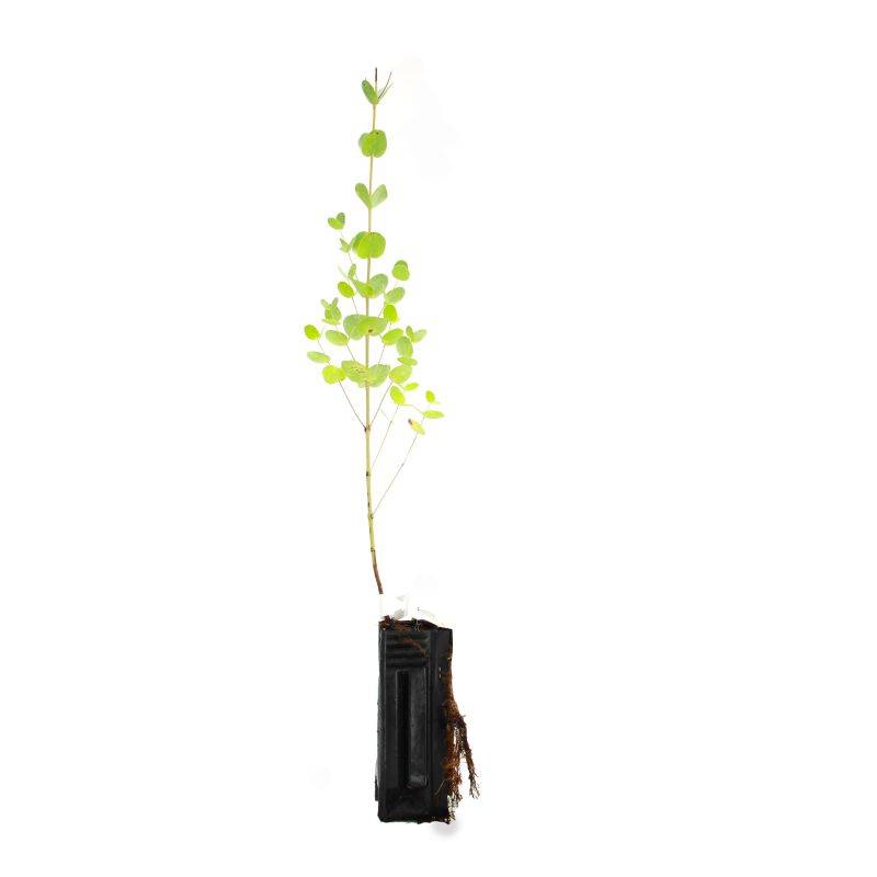 Eucalyptus Gunnii (Eucalyptus gunnii) - Godet - Taille 13/25cm - Pépinières Naudet - Image 2
