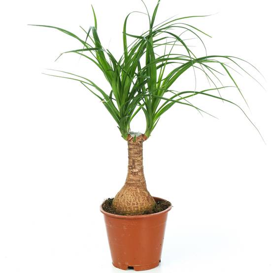 Gardenersdream - Noline Recourbée Beaucarnéa Arbre Bouteille Plante Pied D’Éléphant Pour La Maison Ou Le Bureau - GardenersDream - Image 1