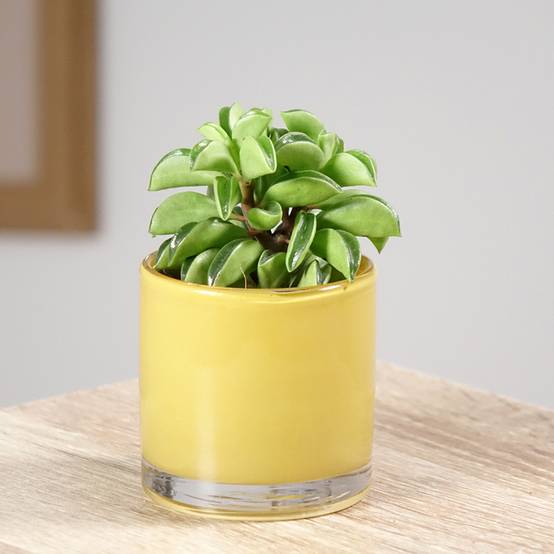 Peperomia Fire Sparks Mini-plante