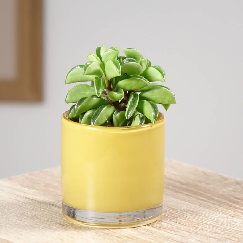 Peperomia Fire Sparks Mini-plante