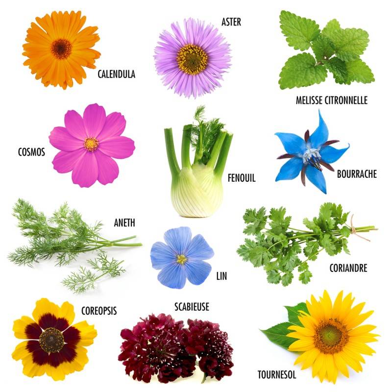 Radis et Capucine - Radis et Capucine - Enveloppe 12 sachets - Fleurs à papillons - Imagen 5