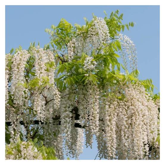 Glycine du Japon blanche à fleurs Blanche - feuillage Caduc - Pot de 1,5L - Tuteur bambou 30/60 cm- hauteur à maturité De 5,00 m à 10,00 m - Image 7