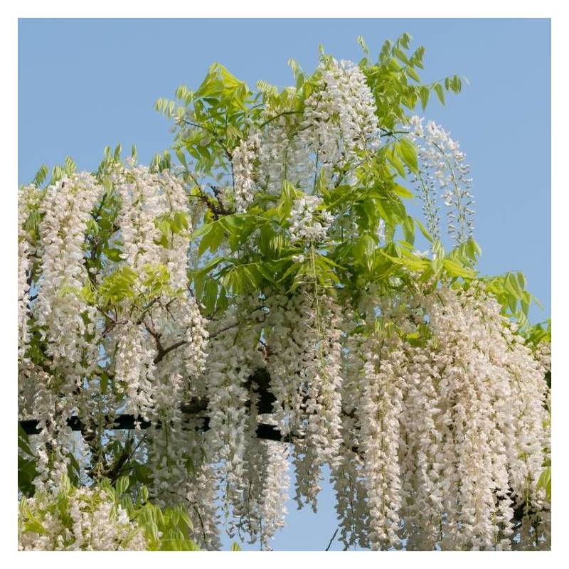 Glycine du Japon blanche à fleurs Blanche - feuillage Caduc - Pot de 1,5L - Tuteur bambou 30/60 cm-  hauteur à maturité De 5,00 m à 10,00 m - Imagen 7