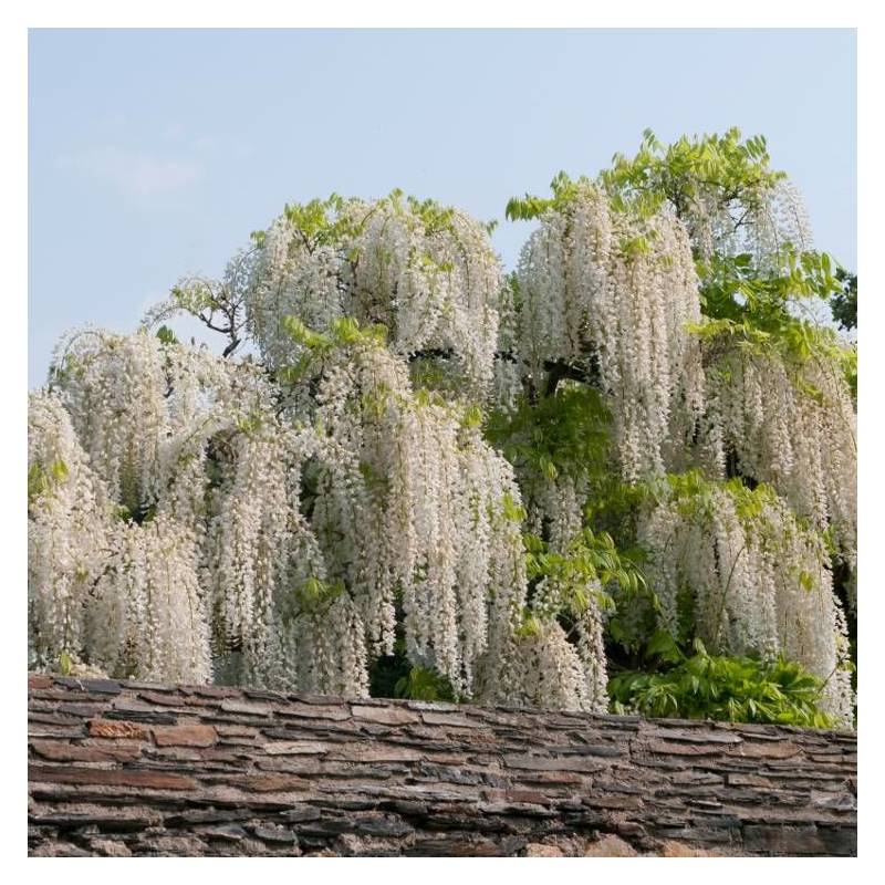 Glycine du Japon blanche à fleurs Blanche - feuillage Caduc - Pot de 1,5L - Tuteur bambou 30/60 cm-  hauteur à maturité De 5,00 m à 10,00 m - Imagen 10