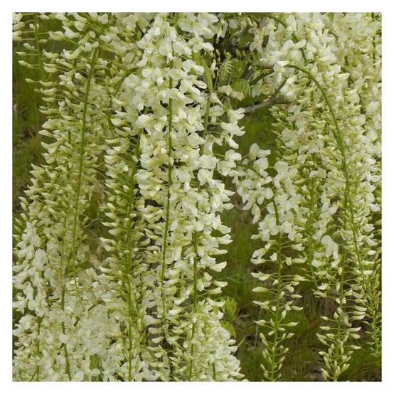 Glycine du Japon blanche à fleurs Blanche - feuillage Caduc - Pot de 1,5L - Tuteur bambou 30/60 cm- hauteur à maturité De 5,00 m à 10,00 m - Image 8