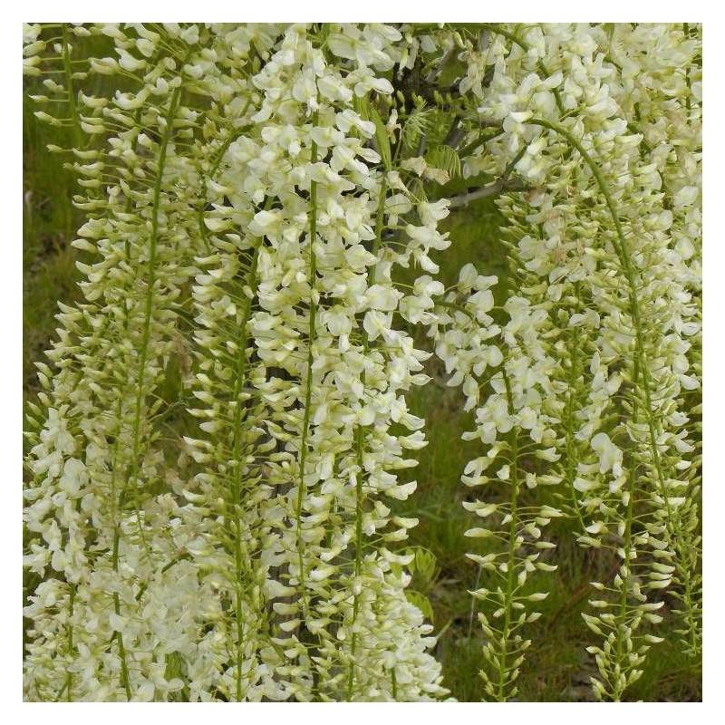 Glycine du Japon blanche à fleurs Blanche - feuillage Caduc - Pot de 1,5L - Tuteur bambou 30/60 cm-  hauteur à maturité De 5,00 m à 10,00 m - Imagen 8