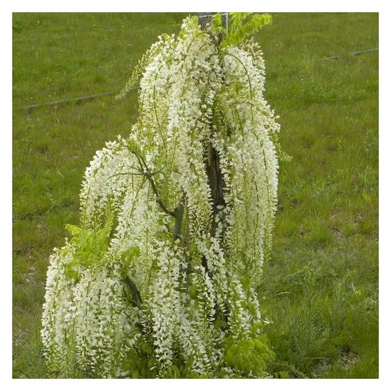 Glycine du Japon blanche à fleurs Blanche - feuillage Caduc - Pot de 1,5L - Tuteur bambou 30/60 cm- hauteur à maturité De 5,00 m à 10,00 m - Image 4