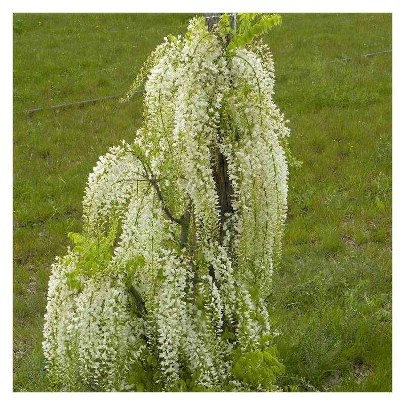 Glycine du Japon blanche à fleurs Blanche - feuillage Caduc - Pot de 1,5L - Tuteur bambou 30/60 cm-  hauteur à maturité De 5,00 m à 10,00 m - Imagen 4