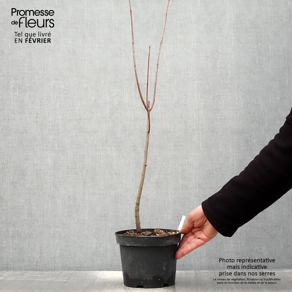 Promesse de Fleurs - Érable rouge - Acer rubrum Pot de 3L/4L - Image 1