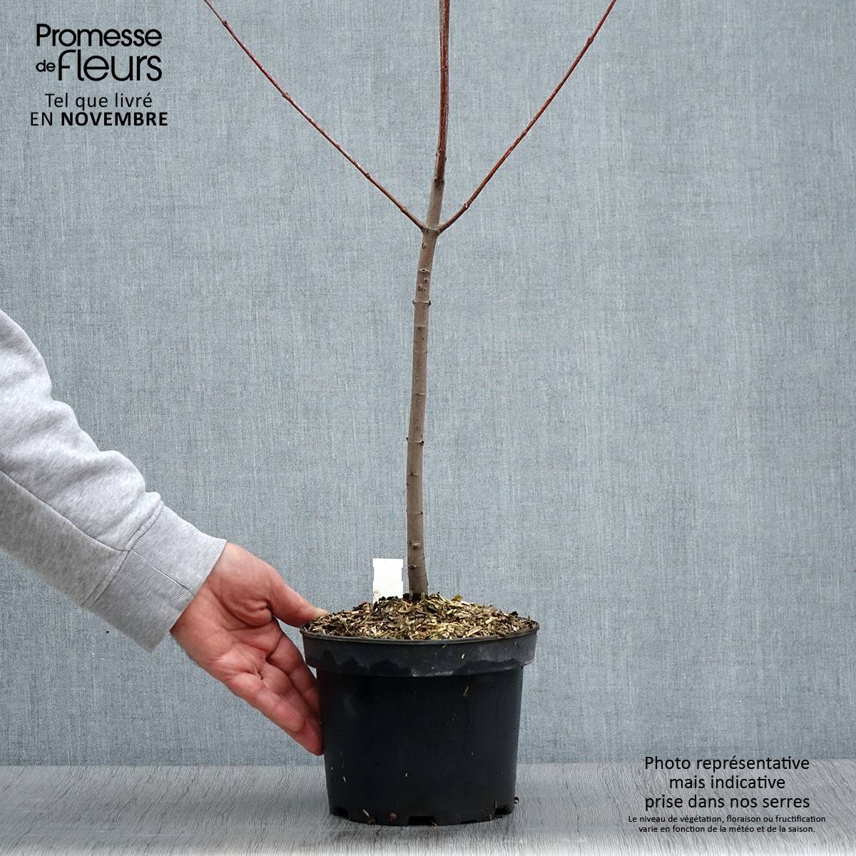 Promesse de Fleurs - Érable rouge - Acer rubrum Pot de 3L/4L - Image 2