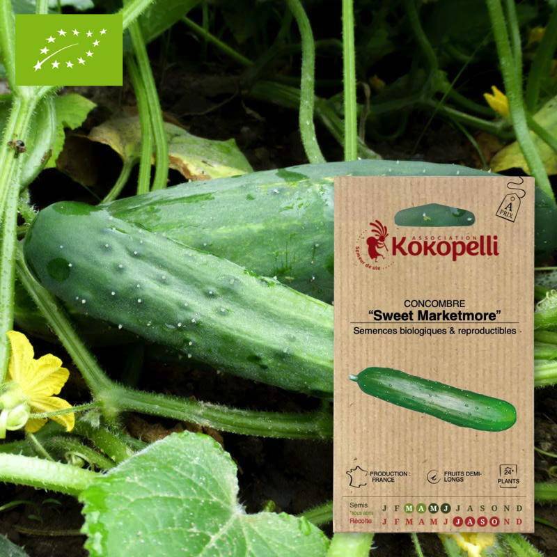 Concombre Sweet Marketmore- Graines bio à semer - Imagen 1