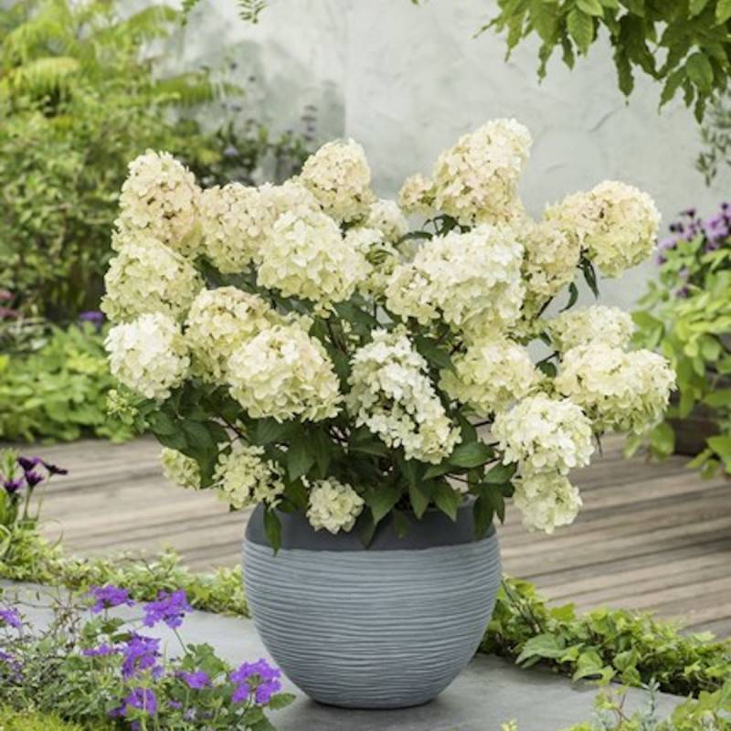 Hortensia paniculata PETITE® Star 'COUSTAR02', Hydrangea paniculata à fleurs Vert - feuillage Caduc - Pot de 4L - 20/40 cm-  hauteur à maturité De 0,5 - Imagen 1