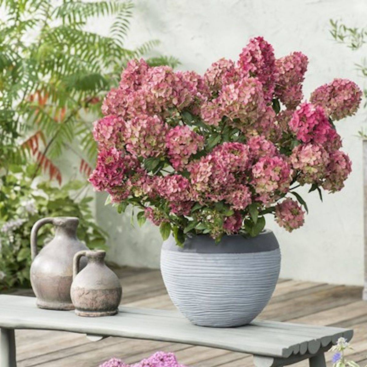 Hortensia paniculata PETITE® Star 'COUSTAR02', Hydrangea paniculata à fleurs Vert - feuillage Caduc - Pot de 4L - 20/40 cm- hauteur à maturité De 0,5 - Image 3