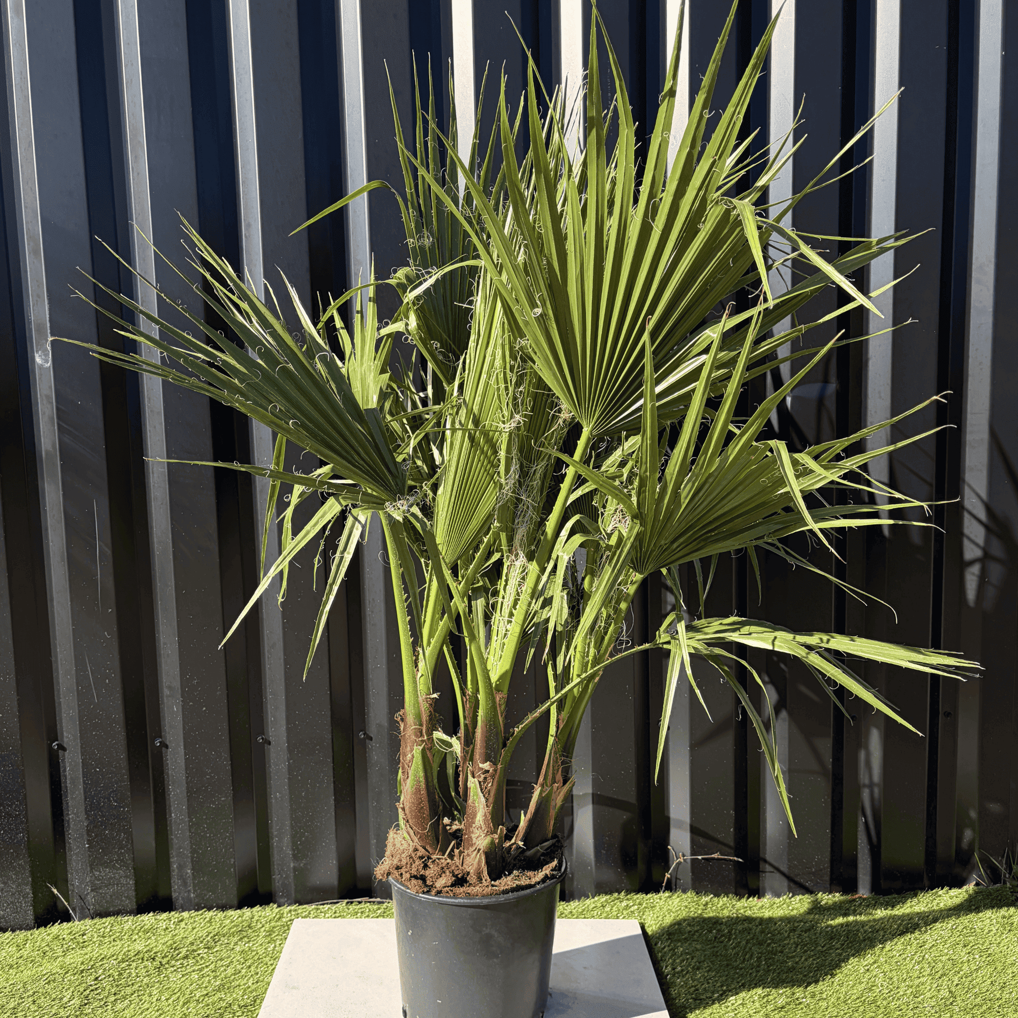 Palmier Washingtonia Robusta Multitroncs Hauteur.140 cm - Image 1