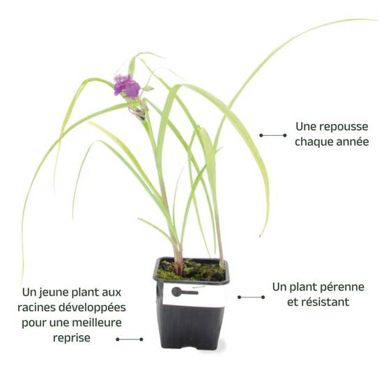3 Ephémères de Virginie ou Misère 'Valour' (Tradescantia) - Lot de 3 vivaces - Pépinières Naudet - Image 3