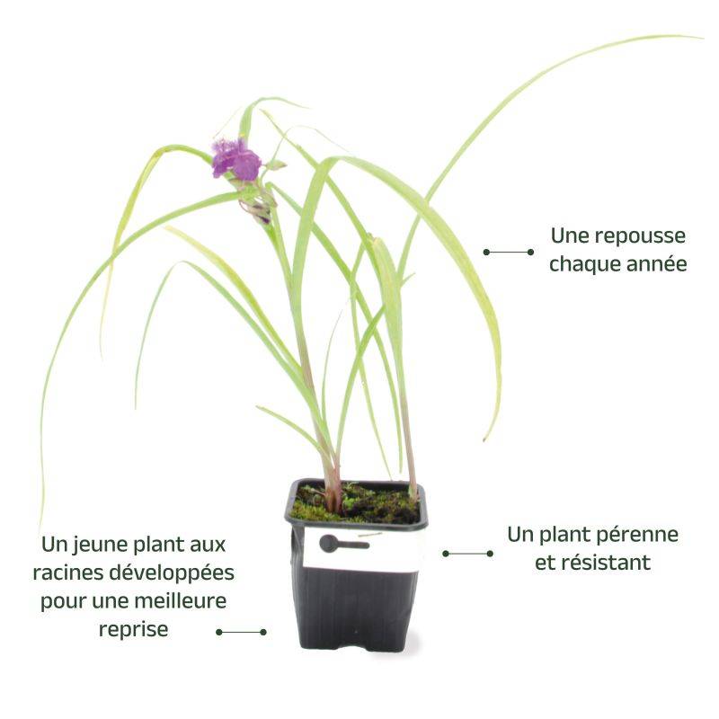 3 Ephémères de Virginie ou Misère 'Valour' (Tradescantia) - Lot de 3 vivaces - Pépinières Naudet - Imagen 3