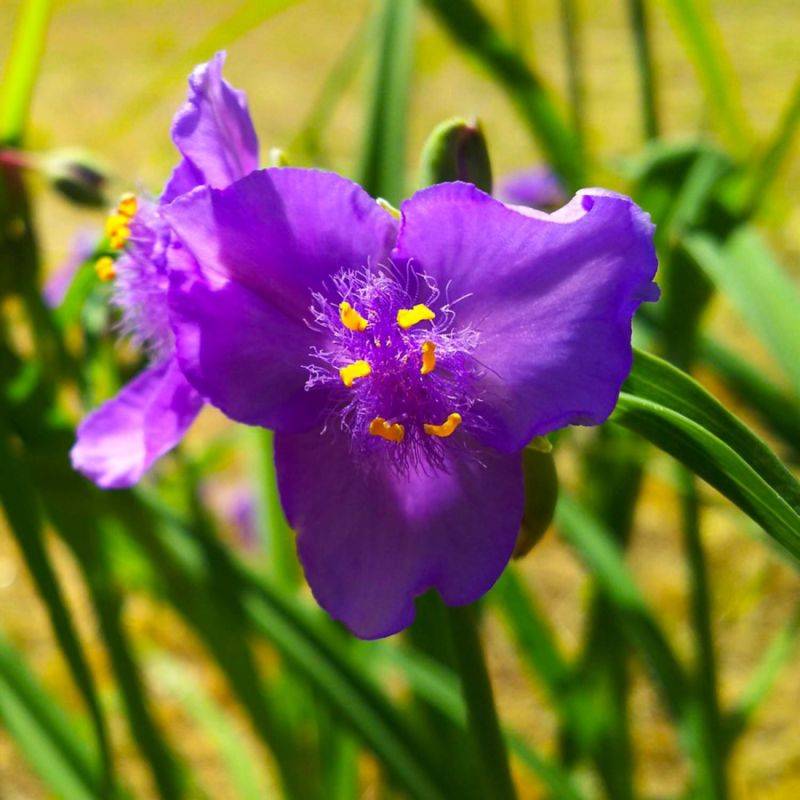 3 Ephémères de Virginie ou Misère 'Valour' (Tradescantia) - Lot de 3 vivaces - Pépinières Naudet