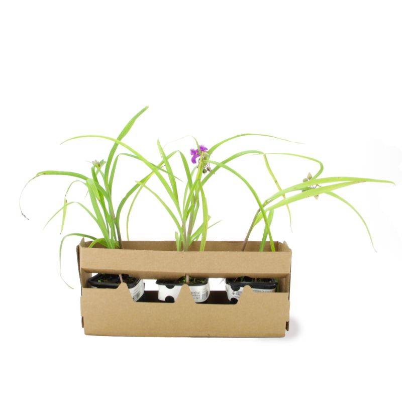 3 Ephémères de Virginie ou Misère 'Valour' (Tradescantia) - Lot de 3 vivaces - Pépinières Naudet - Image 4