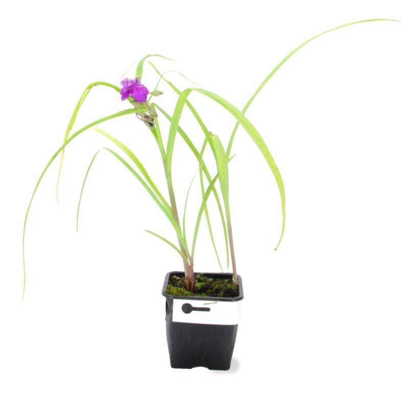 3 Ephémères de Virginie ou Misère 'Valour' (Tradescantia) - Lot de 3 vivaces - Pépinières Naudet - Imagen 2