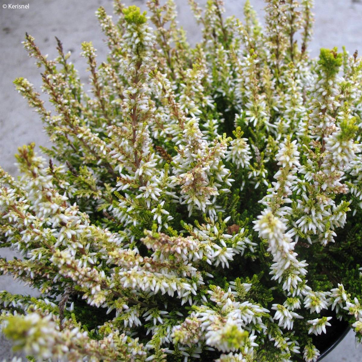 Promesse de Fleurs - Bruyère d'été - Calluna vulgaris Sandy  Pot de 1L/1,5L