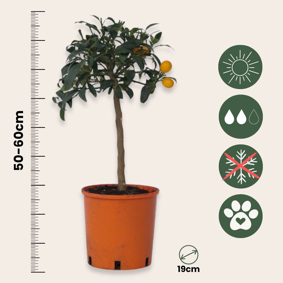 Citronnier - Set de 2 - Citrus microcarpa 'Kumquat' - H50-60cm - ⌀19cm - Image 3