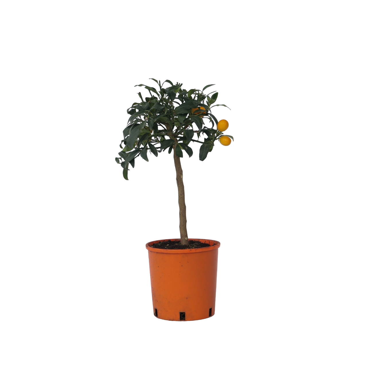 Citronnier - Set de 2 - Citrus microcarpa 'Kumquat' - H50-60cm - ⌀19cm - Image 1