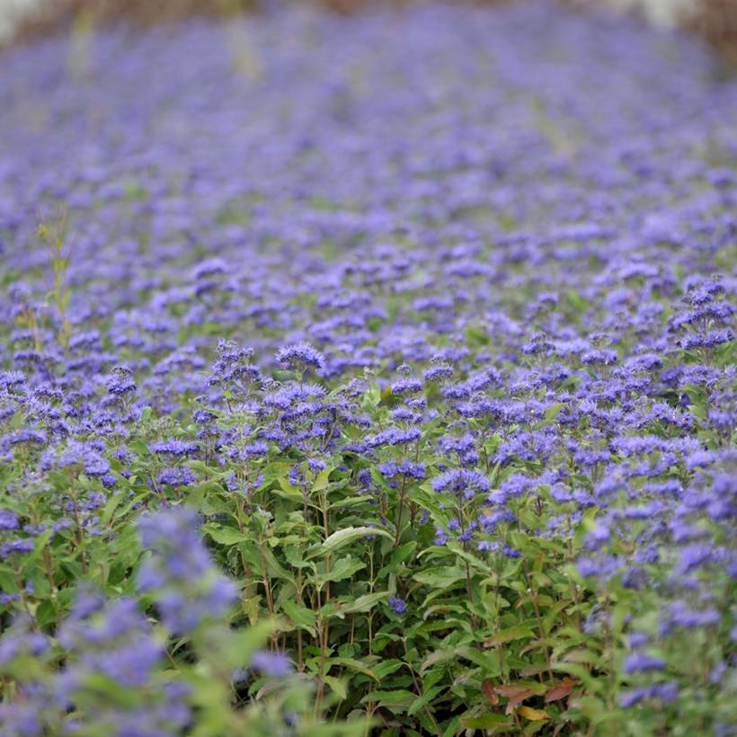 Caryopteris Grand Bleu - Spirée bleue  Pot de 2L/3L - Image 1
