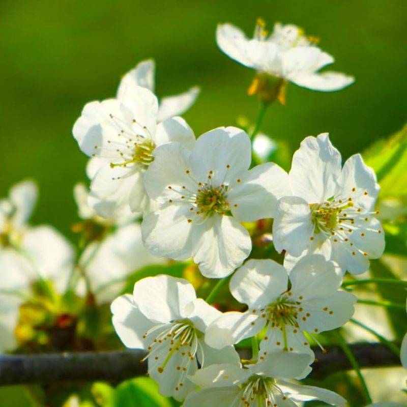Merisier (Prunus avium) - Godet - Taille 20/40cm - Pépinières Naudet - Image 2