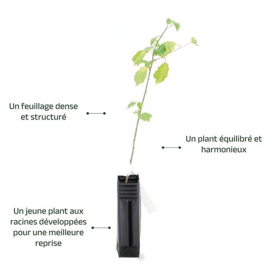 Merisier (Prunus avium) - Godet - Taille 20/40cm - Pépinières Naudet - Image 4