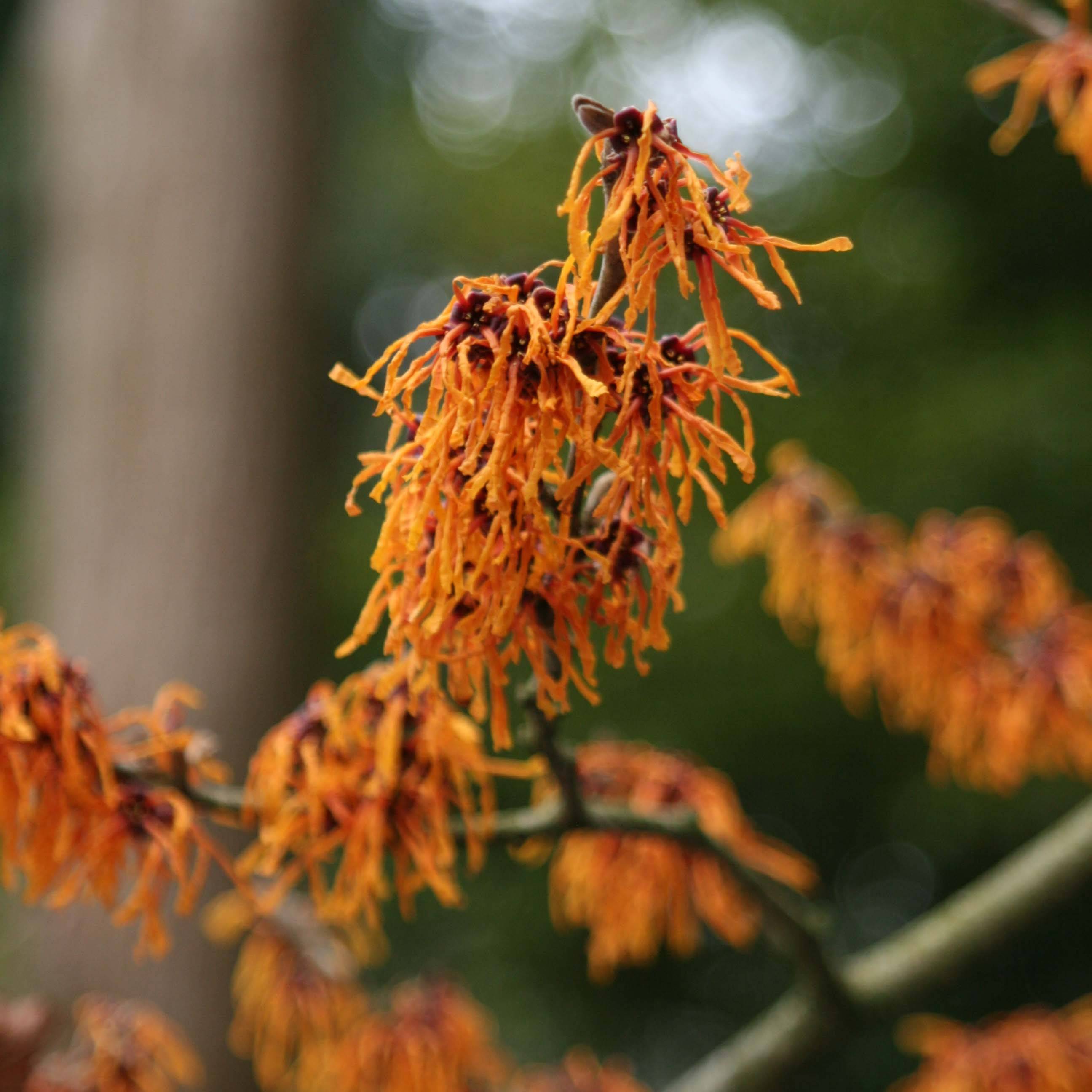 Promesse de Fleurs - Hamamelis (x) intermedia Aphrodite - Noisetier de sorcière Pot de 3L/4L