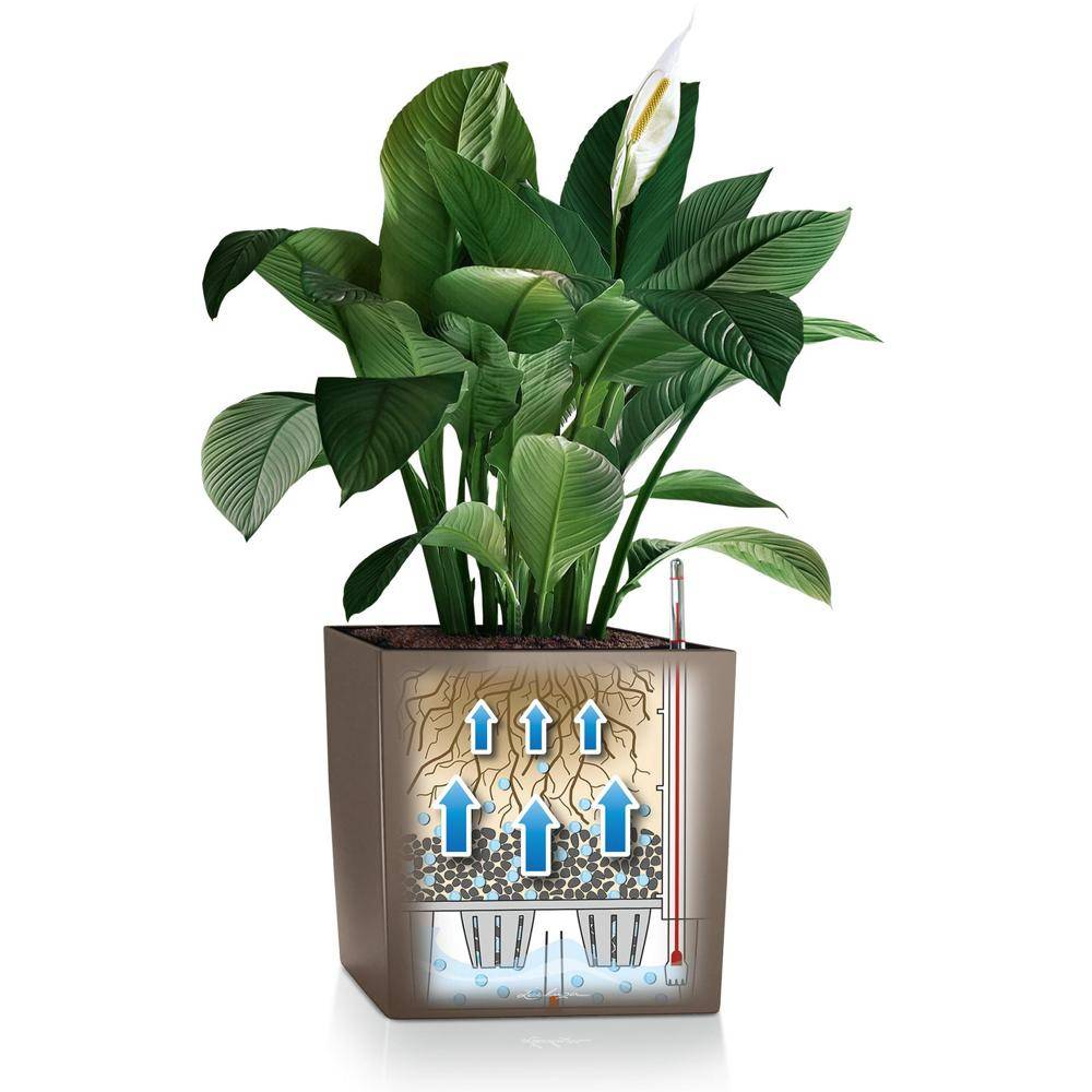 Lechuza - Cube Premium 30 - Kit Complet, taupe brillant 30 cm Lechuza - Imagen 4