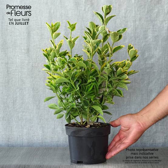 Promesse de Fleurs - Euonymus japonicus Aureomarginatus - Fusain du Japon Pot de 2L/3L - Image 2