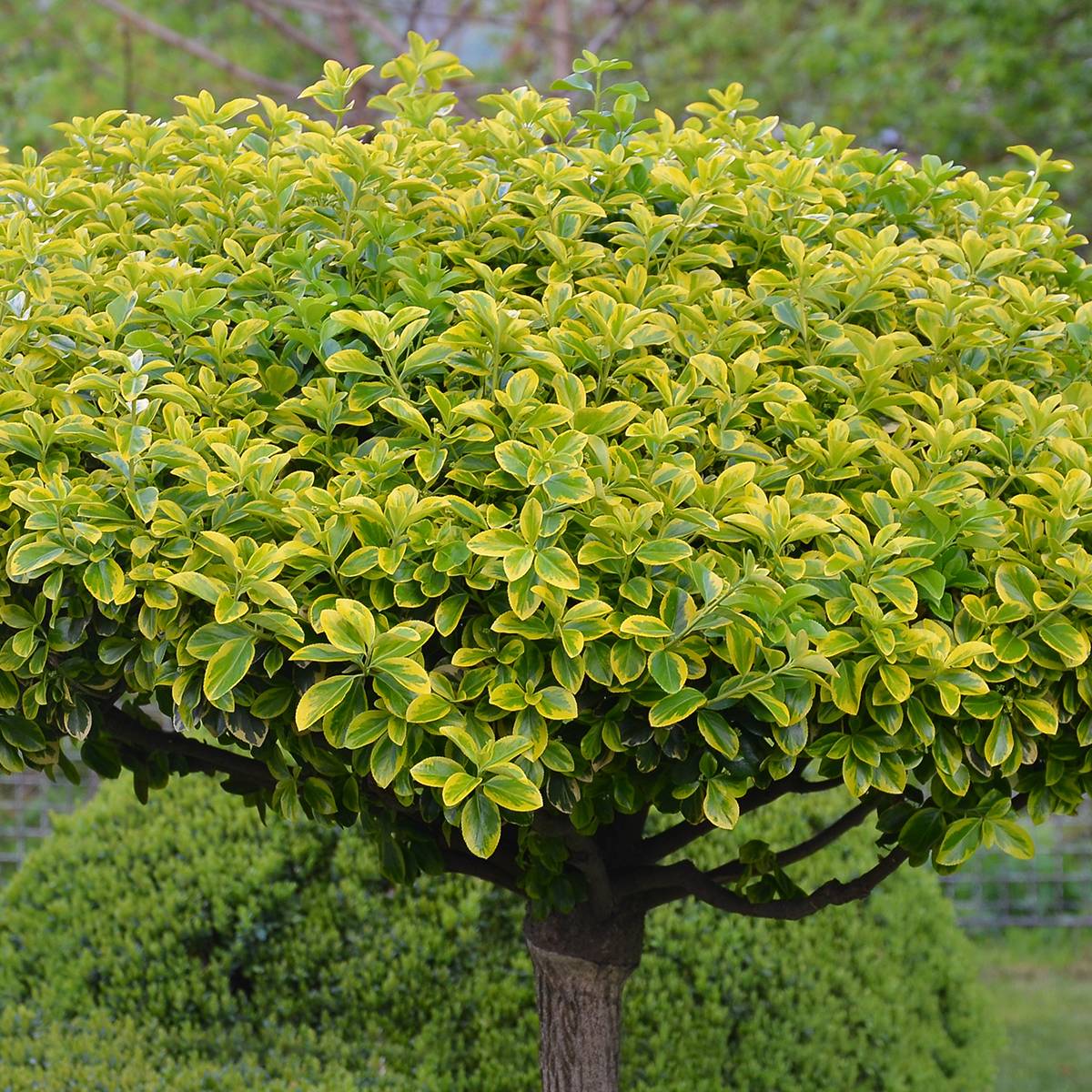 Promesse de Fleurs - Euonymus japonicus Aureomarginatus - Fusain du Japon Pot de 2L/3L - Image 1