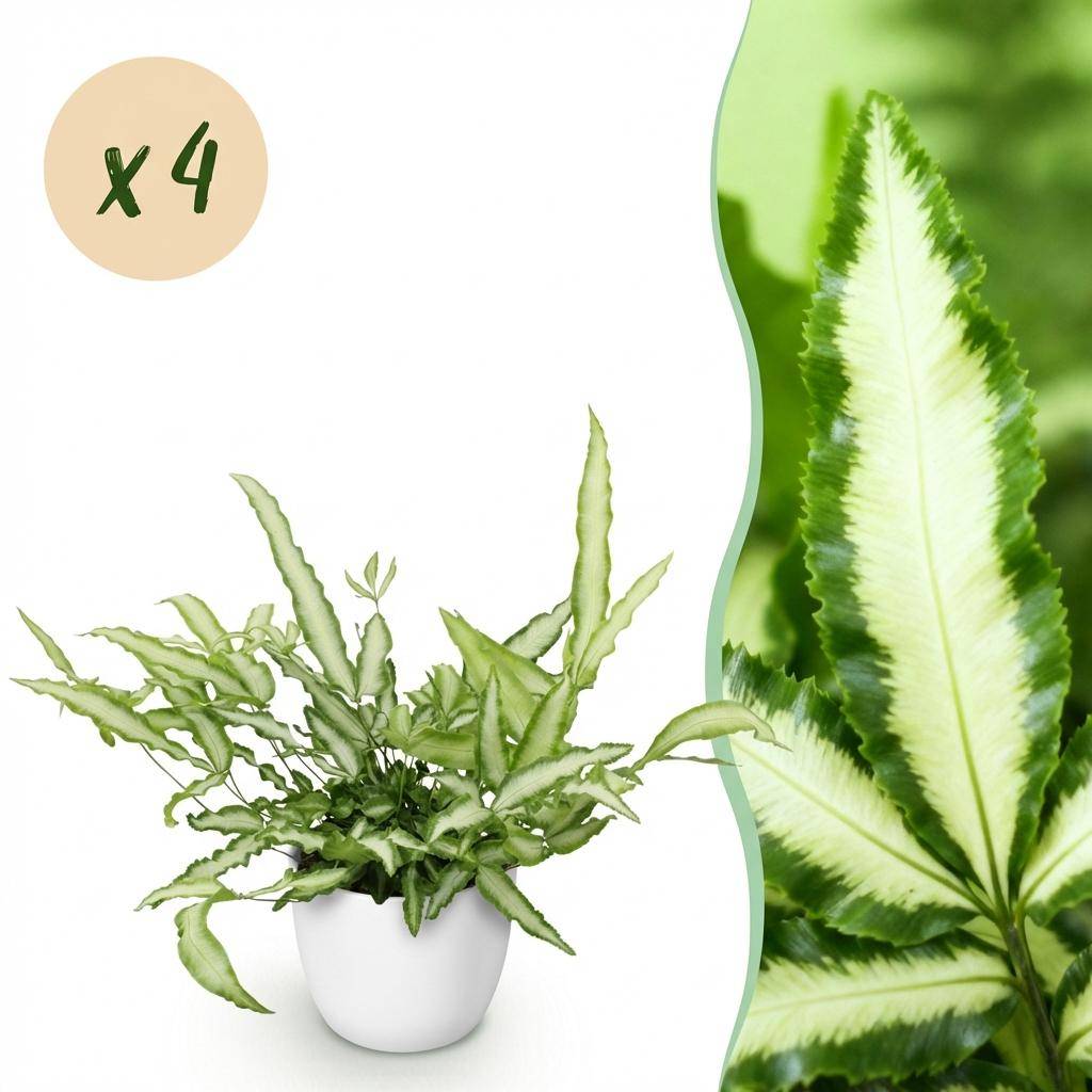 Pteris cretica Albolineata - Pet-friendly - Plante fougère - Pot de 12cm - Hauteur 20-30cm - 4 plantes - Blanc - Plantes d'intérieur