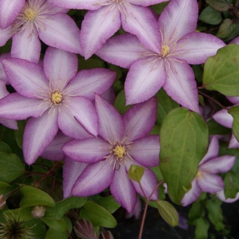 Clématite Morning Star® 'Zoklako' à fleurs Blanche - feuillage Caduc - Pot de 2L - Tuteur bambou 60/90 cm-  hauteur à maturité De 1,50 m à 2,00 m - Image 1