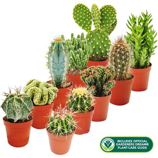 Gardenersdream - 10 X Différentes Sortes Collection De Cactus Mixtes - GardenersDream - Image 2