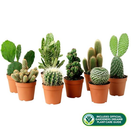 Gardenersdream - 10 X Différentes Sortes Collection De Cactus Mixtes - GardenersDream - Image 3