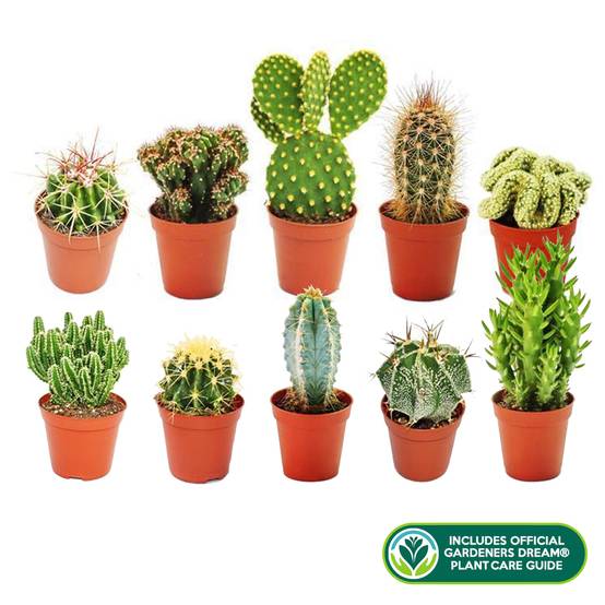 Gardenersdream - 10 X Différentes Sortes Collection De Cactus Mixtes - GardenersDream - Image 1