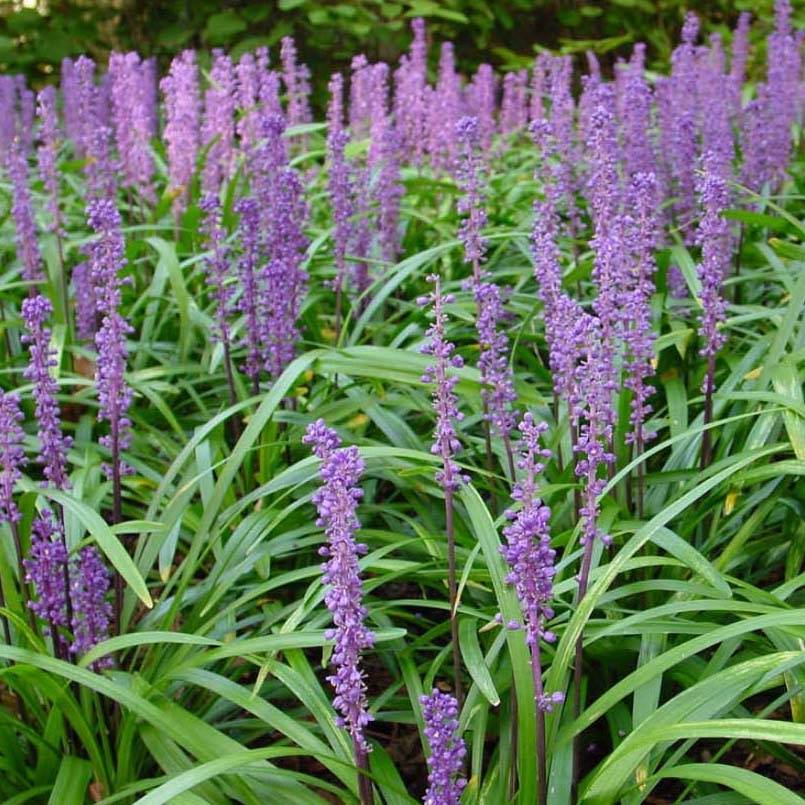 Liriope muscari Royal Purple Godet de 8/9 cm