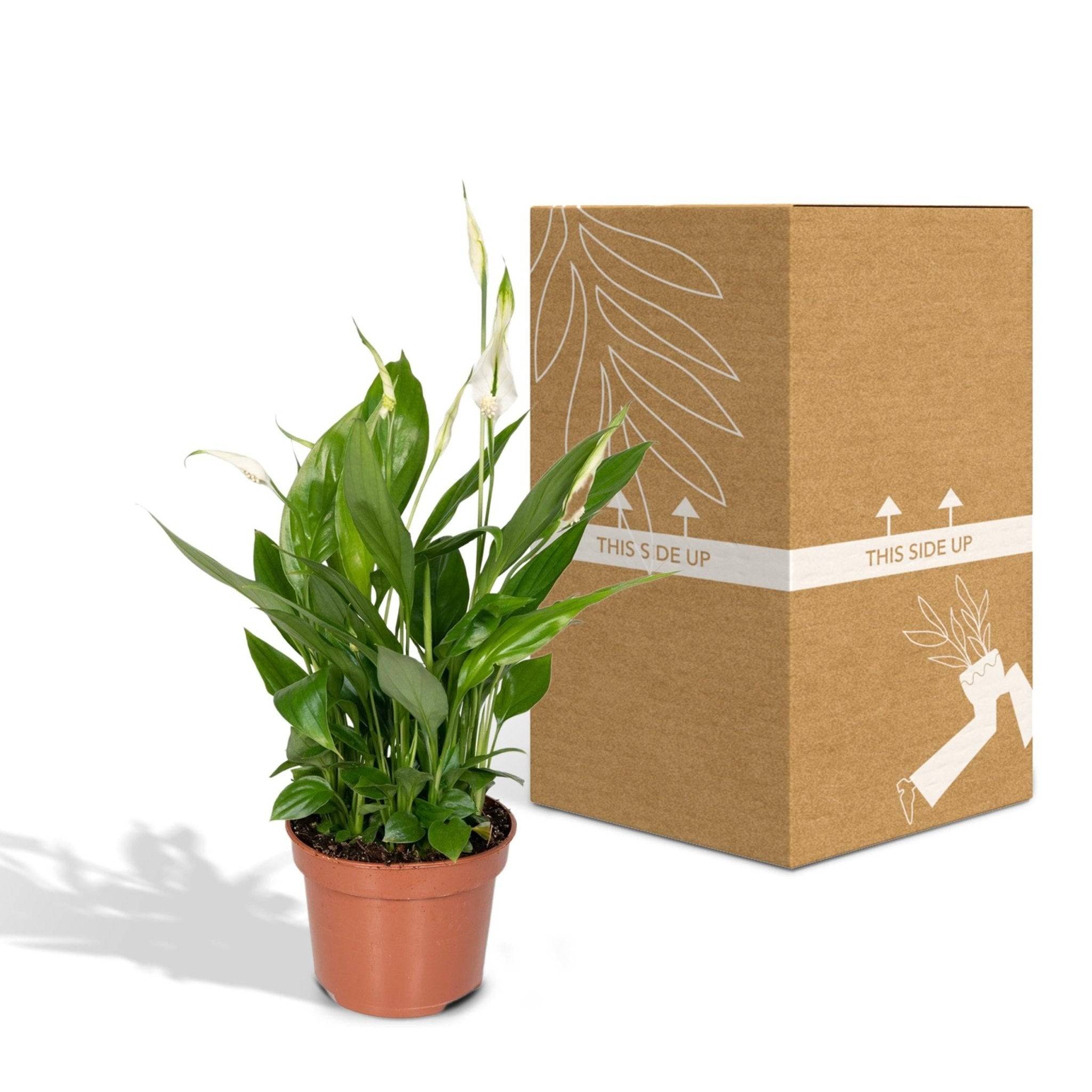 La Green Touch - Spathiphyllum H45cm - D12 H45cm - Image 5