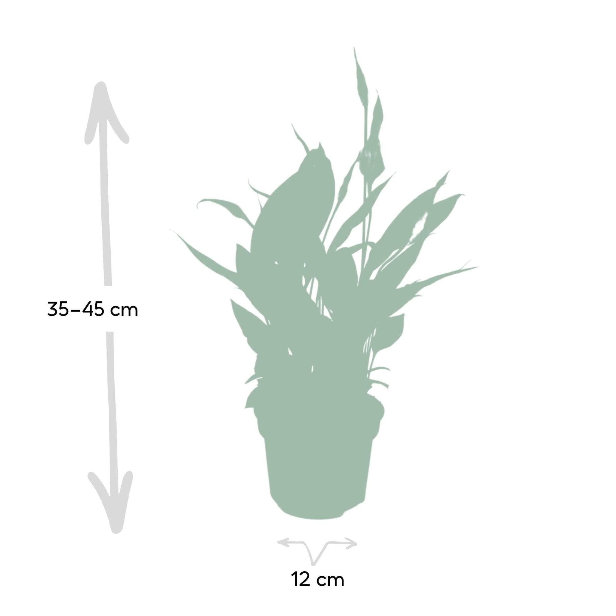 La Green Touch - Spathiphyllum H45cm - D12 H45cm - Image 4