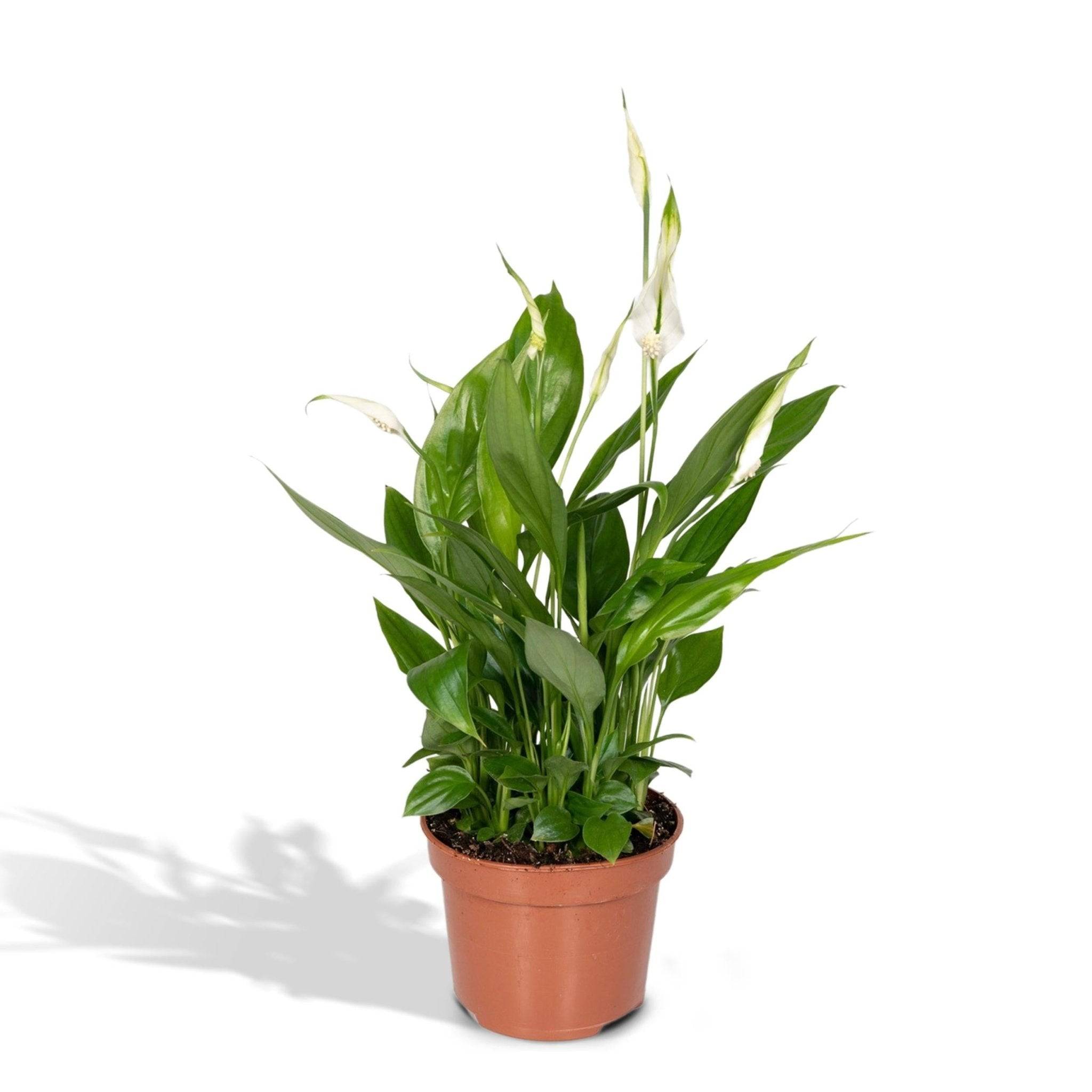 La Green Touch - Spathiphyllum H45cm - D12 H45cm - Image 1