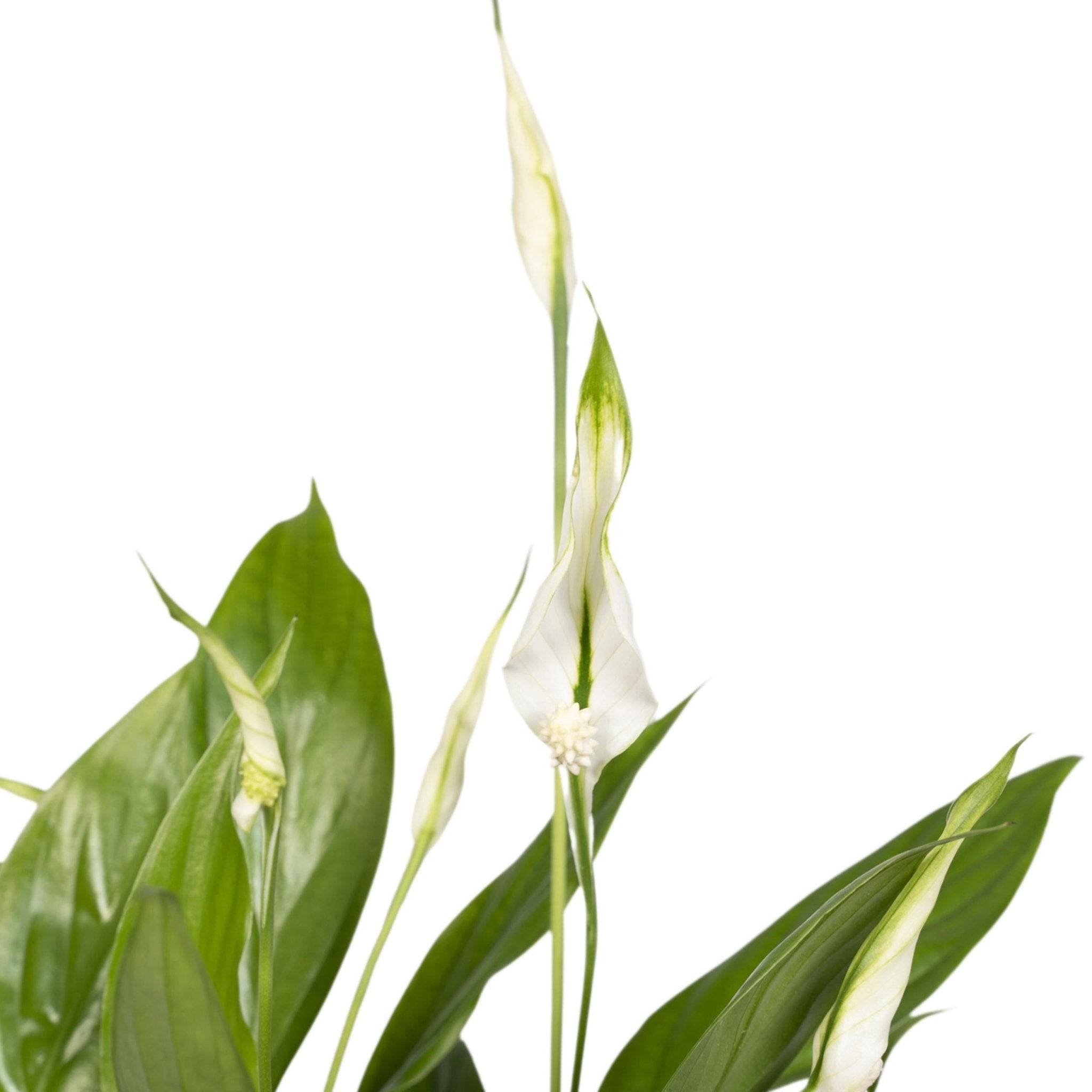 La Green Touch - Spathiphyllum H45cm - D12 H45cm - Image 3