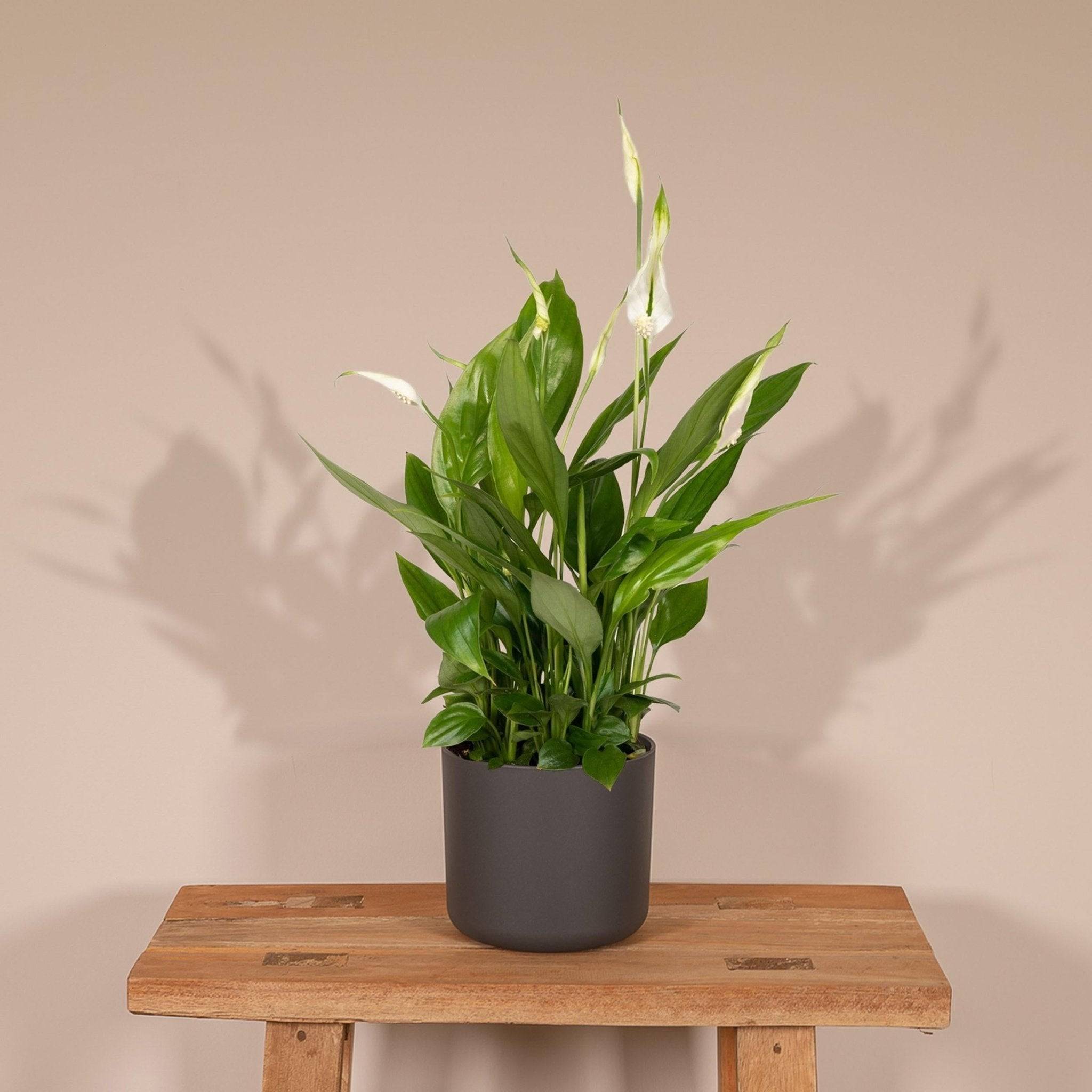 La Green Touch - Spathiphyllum H45cm - D12 H45cm - Image 2