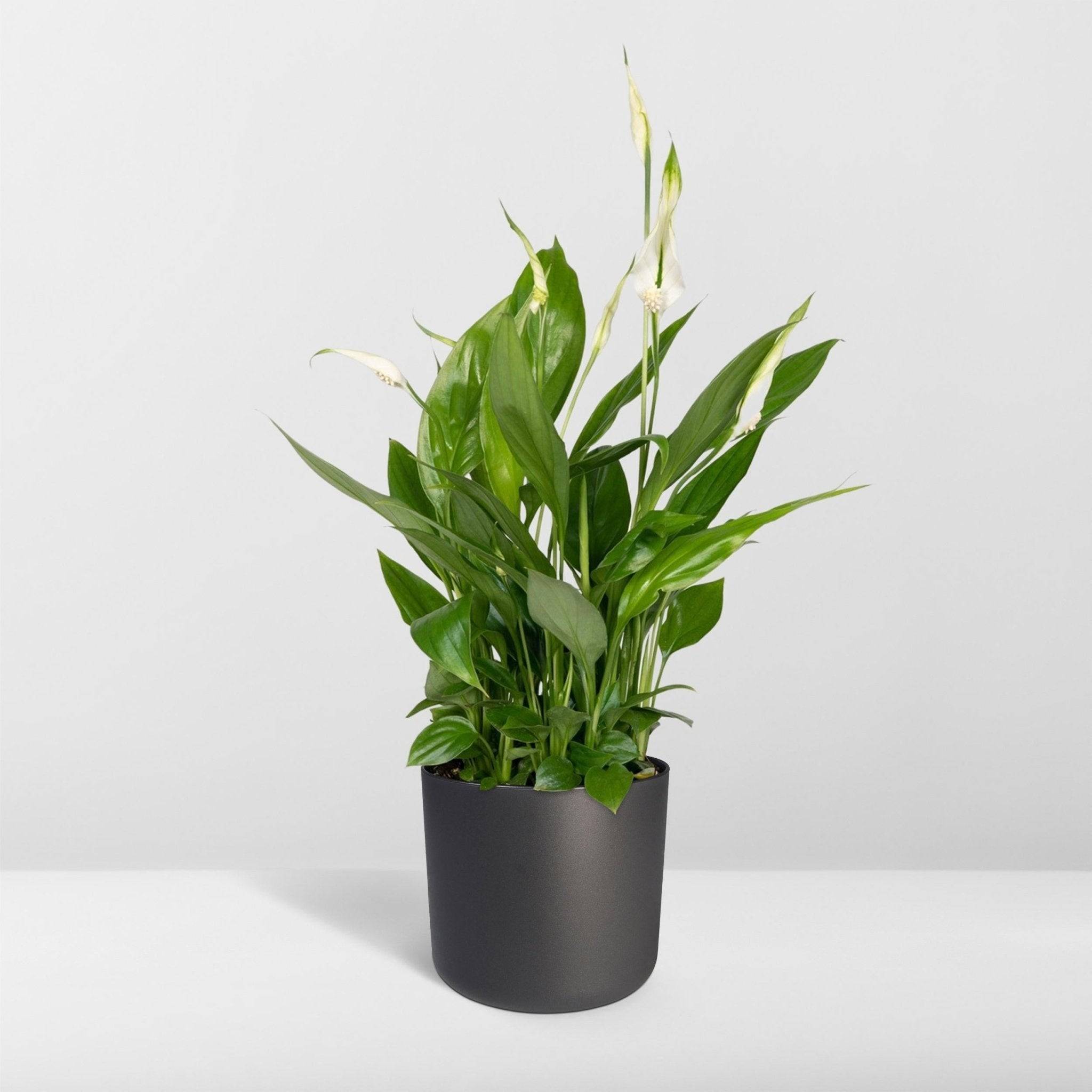 La Green Touch - Spathiphyllum H45cm - D12 H45cm - Image 8