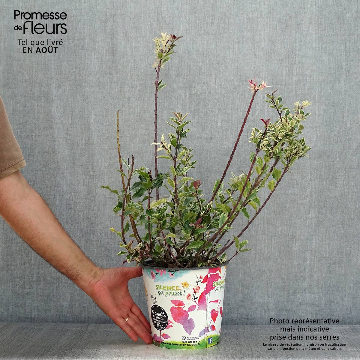 Houx - Ilex aquifolium Ingramii Pot de 2L/3L - Image 2