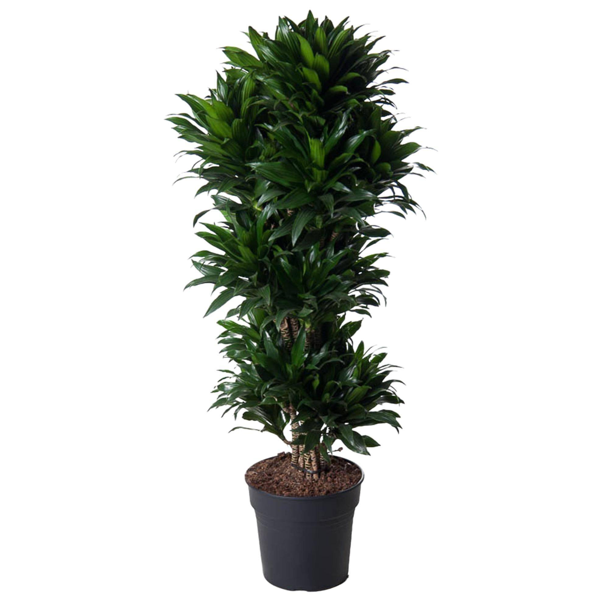 La Green Touch - Dracaena Compacte ramifié - 140 cm - ø31 140cm - Plante d'intérieur- La Green Touch - Imagen 2